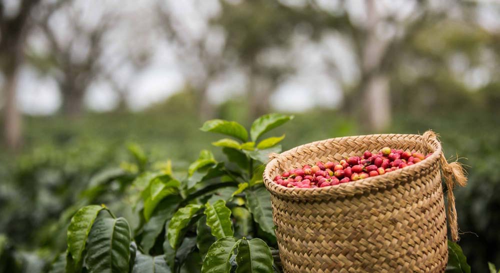 ¿Cómo Influye la Altura en el Café y su Sabor en la Taza?