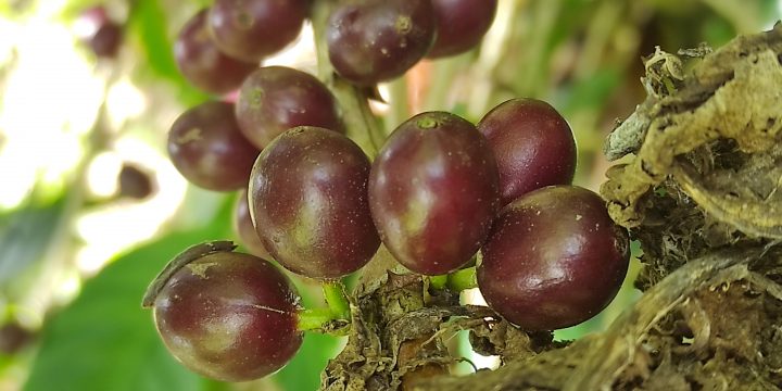 Nicaragua vende en una subasta su mejor café a un precio récord de 80,1 dólares la libra